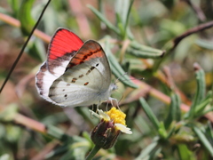 Colotis danae