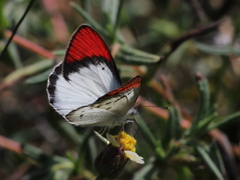 Colotis danae