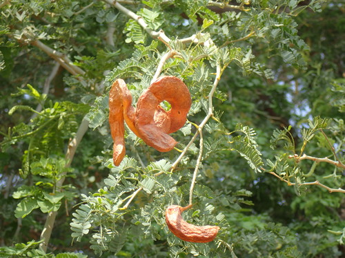 Ana tree