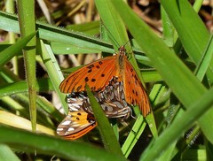 Dione vanillae maculosa