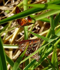 Dione vanillae maculosa