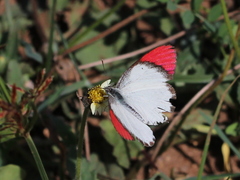 Colotis danae
