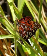 Dione vanillae maculosa