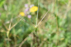 Aegilops