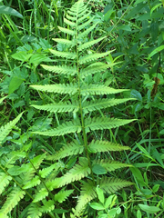 Dryopteris × australis