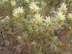 Phylica pubescens pubescens