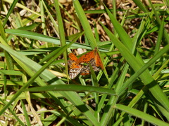 Dione vanillae maculosa