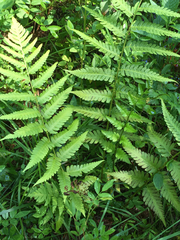 Dryopteris × australis
