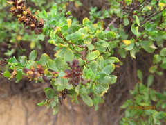 Polygonum undulatum