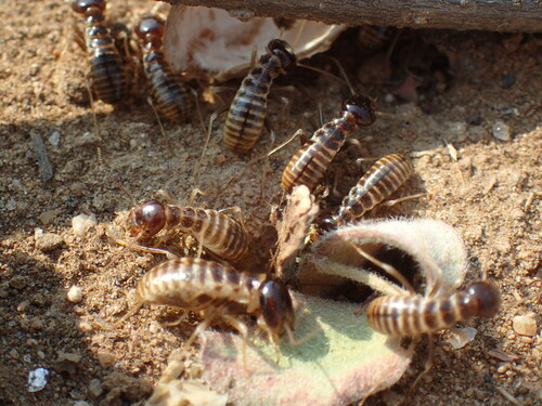 Northern Harvester Termite