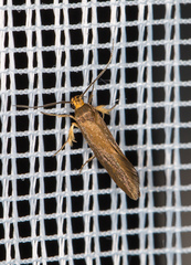 Crassa unitella