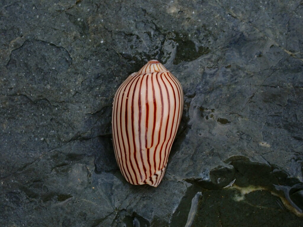 Zebra Volute from Sandy Beach NSW 2456, Australia on August 22, 2024 at ...