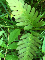 Dryopteris × australis