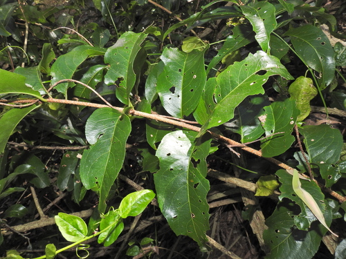 Image of White Vine (Celastrus subspicatus) by (c) Scott W. Gavins, some rights reserved (CC BY)
