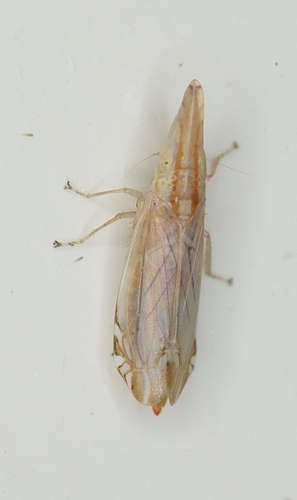Hodoedocus Genus Hodoedocus · iNaturalist