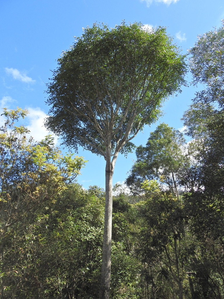 celery wood from Bauple QLD 4650, Australia on August 22, 2024 at 11:52 ...
