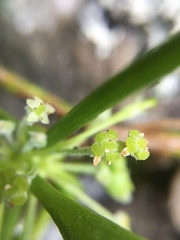 Centella triloba