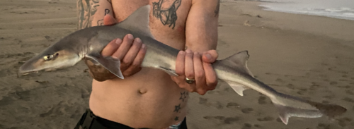 Arabian smoothhound (Mustelus mosis) — Triakidae