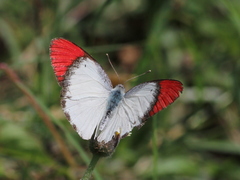 Colotis danae