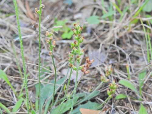 Image of Plantago debilis by (c) Scott W. Gavins, some rights reserved (CC BY)