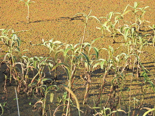 Image of Persicaria attenuata by (c) Scott W. Gavins, some rights reserved (CC BY)