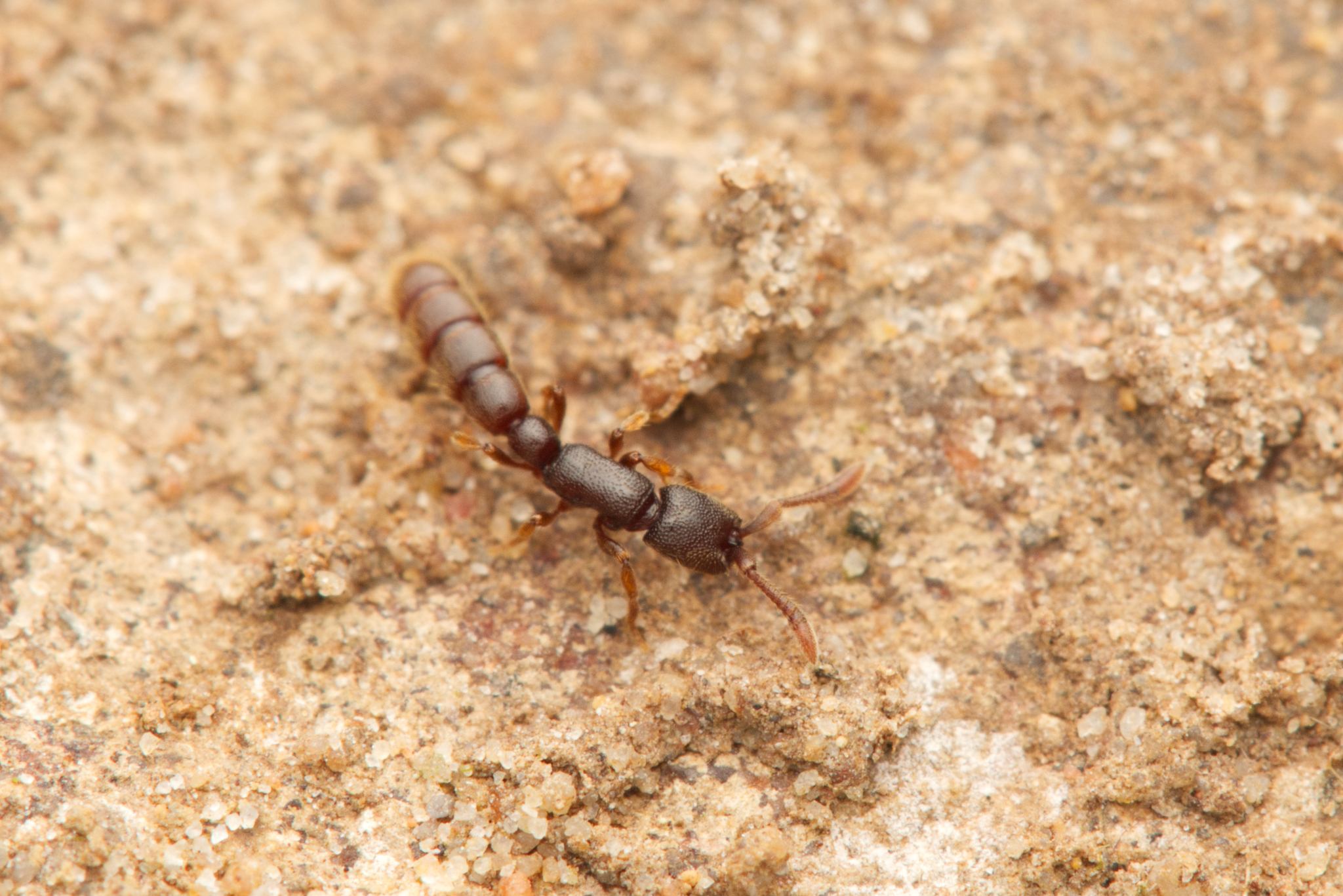 Zasphinctus steinheili