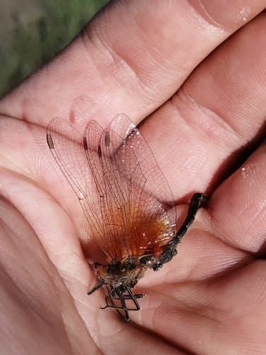 Yellow-winged Darter photo 5