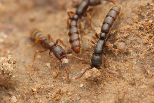 Zasphinctus steinheiliZasphinctus steinheili