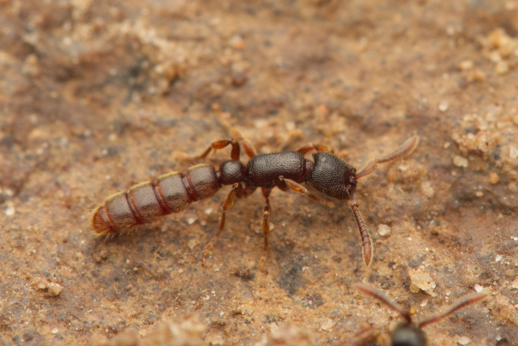 Zasphinctus