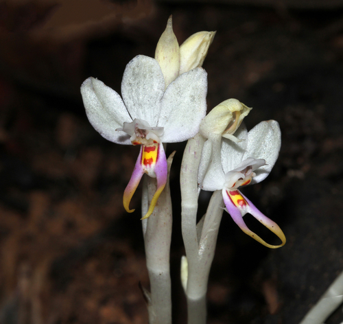 Silvorchis