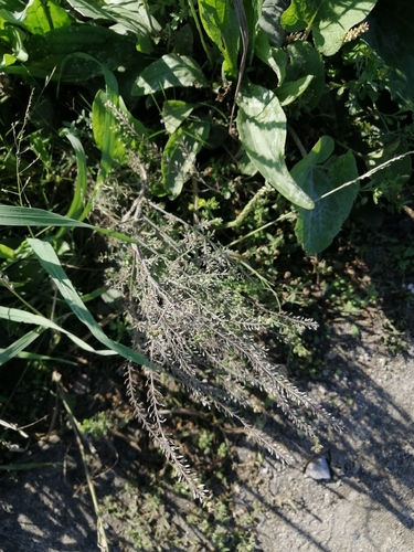 Lepidium apetalum iNat (1)