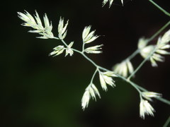 Dactylis glomerata lobata