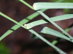 Dactylis glomerata lobata