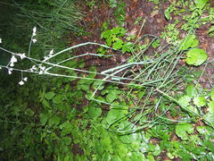 Dactylis glomerata lobata