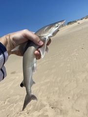Human's Whaler Shark photo 3