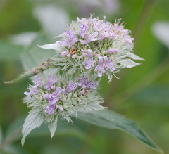 Pycnanthemum incanum