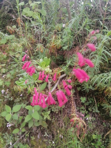 Penstemon roseus