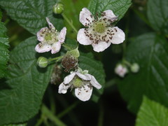 Rubus baruthicus