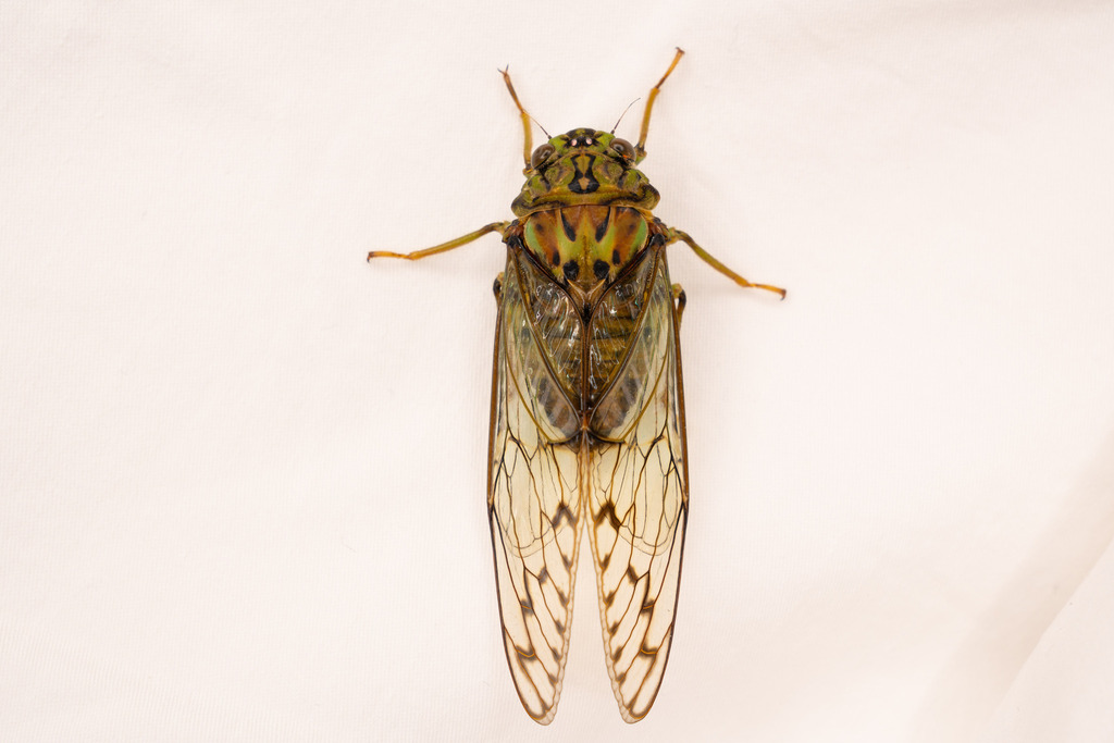 Karenia caelatata