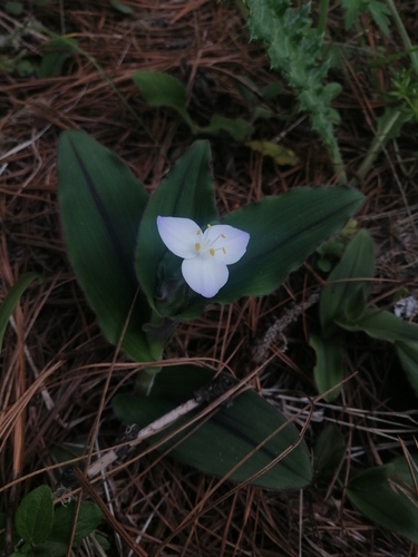 Matudanthus nanus (Matudanthus nanus)