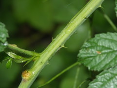 Rubus baruthicus