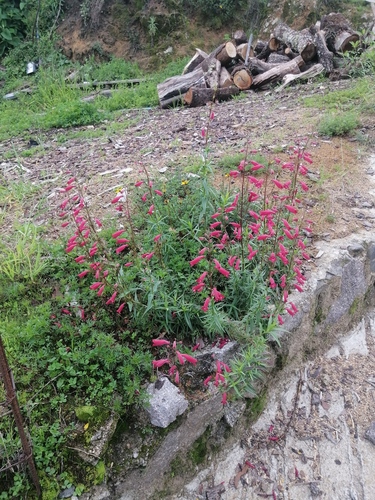 Penstemon roseus