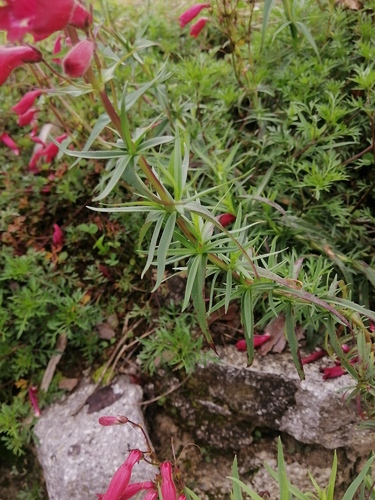 Penstemon roseus