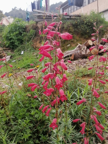 Penstemon roseus