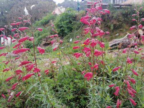 Penstemon roseus