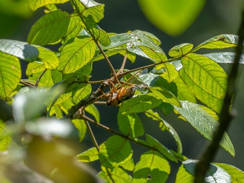 Auritibicen flammatus