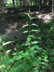 Verbena urticifolia