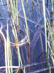 Leucorrhinia dubia