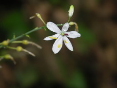 Anthericum