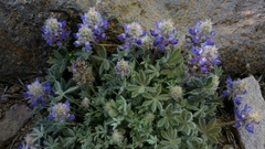 Lupinus breweri